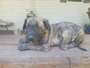 Mutt Puppy for sale in Navasota, TX, USA