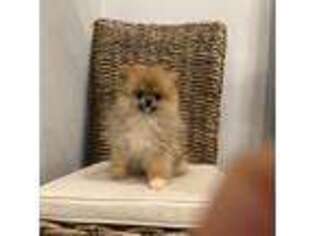 Pomeranian Puppy for sale in Mira Loma, CA, USA
