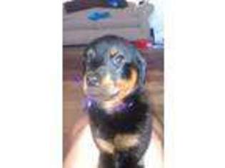 Rottweiler Puppy for sale in Florence, AZ, USA