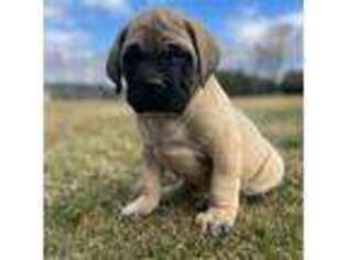 Mastiff Puppy for sale in New Park, PA, USA