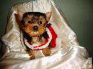 Yorkshire Terrier Puppy for sale in IRVING, TX, USA