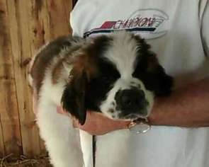 Saint Bernard Puppy for sale in Cadillac, MI, USA