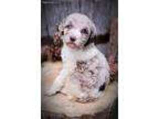 Mutt Puppy for sale in Cheney, WA, USA