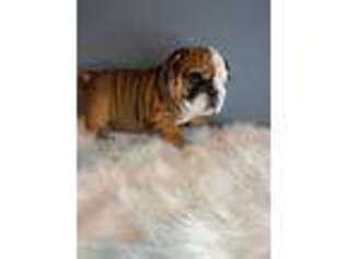 Bulldog Puppy for sale in Boston, MA, USA