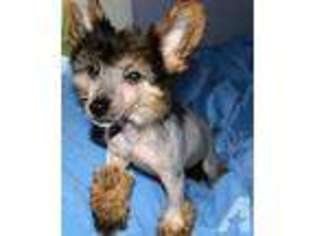 Chinese Crested Puppy for sale in HESPERIA, CA, USA