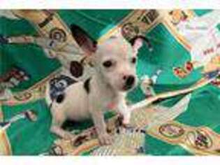 Chihuahua Puppy for sale in Edinburg, TX, USA