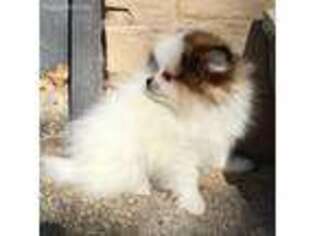 Pomeranian Puppy for sale in Dallas, TX, USA