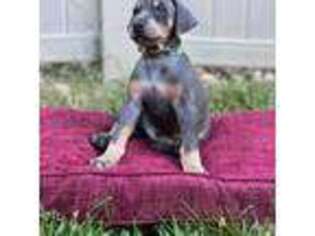 Doberman Pinscher Puppy for sale in Chicago, IL, USA