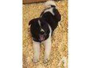 Akita Puppy for sale in SEATTLE, WA, USA