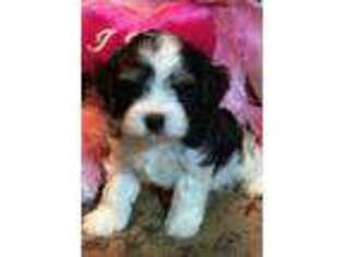 Cavapoo Puppy for sale in Liberty, MS, USA