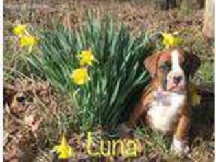 Boxer Puppy for sale in Murray, KY, USA