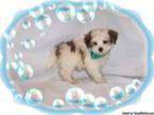 Papillon Puppy for sale in NASHUA, NH, USA