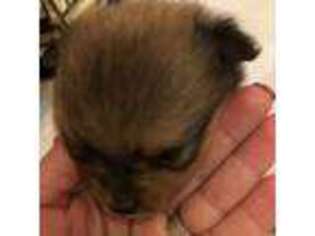 Pomeranian Puppy for sale in Annandale, VA, USA