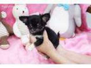 Chihuahua Puppy for sale in Burnsville, NC, USA