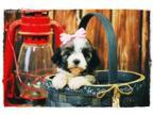 Havanese Puppy for sale in Vandalia, MO, USA