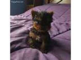 Yorkshire Terrier Puppy for sale in Leesburg, VA, USA