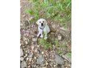Labrador Retriever Puppy for sale in Northumberland, PA, USA