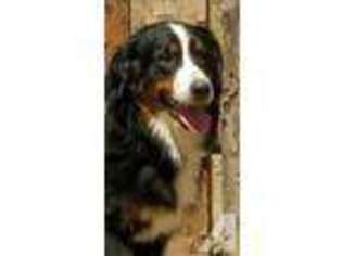 Bernese Mountain Dog Puppy for sale in TEMECULA, CA, USA