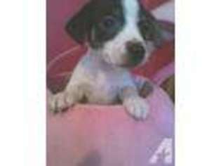 Jack Russell Terrier Puppy for sale in KOKOMO, IN, USA
