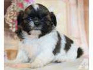 Mutt Puppy for sale in SUMMERTON, SC, USA