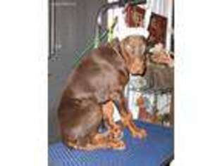 Doberman Pinscher Puppy for sale in Redding, CA, USA