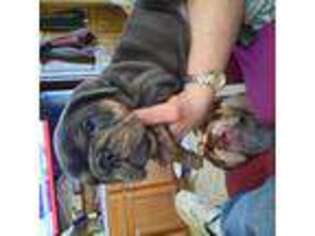 Bulldog Puppy for sale in Wanamingo, MN, USA