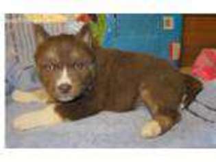 Siberian Husky Puppy for sale in Sullivan, MO, USA