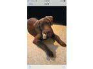 Labrador Retriever Puppy for sale in Avilla, IN, USA
