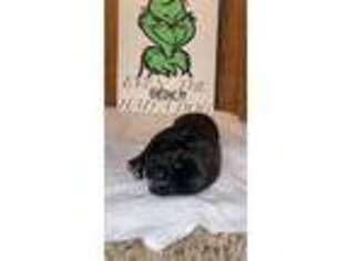 Cane Corso Puppy for sale in Rohrersville, MD, USA