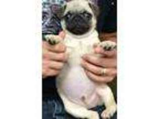 Pug Puppy for sale in Pembroke Pines, FL, USA