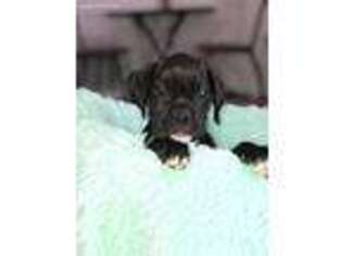 Boxer Puppy for sale in Bath, PA, USA