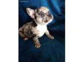 French Bulldog Puppy for sale in Sylvia, KS, USA