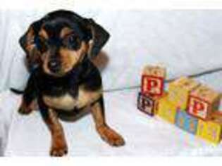 Mutt Puppy for sale in Mount Vernon, OR, USA