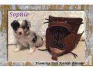 Mutt Puppy for sale in FORESTBURG, TX, USA