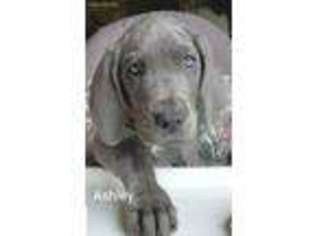 Great Dane Puppy for sale in Oak City, NC, USA