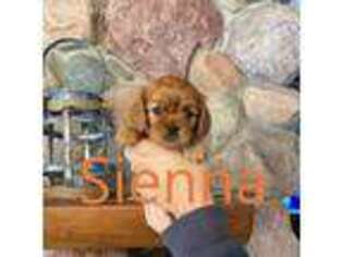 Cavalier King Charles Spaniel Puppy for sale in Birchwood, WI, USA
