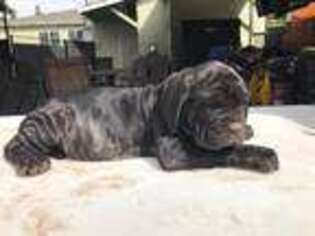 Neapolitan Mastiff Puppy for sale in San Bernardino, CA, USA