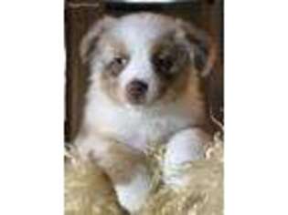 Australian Shepherd Puppy for sale in Winnsboro, TX, USA