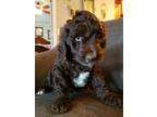 Labradoodle Puppy for sale in Bristol, TN, USA
