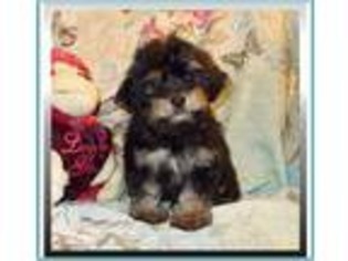 Yorkshire Terrier Puppy for sale in Marianna, FL, USA