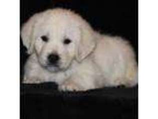 Mutt Puppy for sale in Wellman, IA, USA