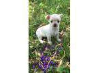 Chorkie Puppy for sale in Rochester, NY, USA
