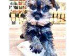 Mutt Puppy for sale in Richmond, TX, USA