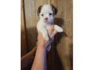 Shorkie Tzu Puppy for sale in Iowa Falls, IA, USA
