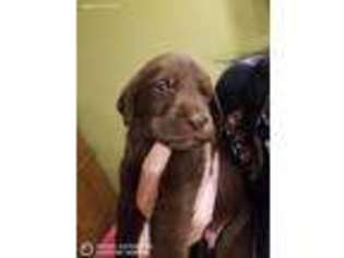 Labrador Retriever Puppy for sale in Piney Flats, TN, USA