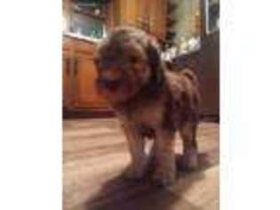 Mutt Puppy for sale in Madisonville, KY, USA