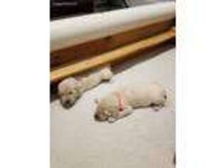 Golden Retriever Puppy for sale in Defuniak Springs, FL, USA