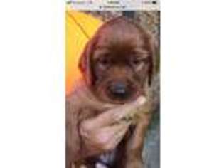 Irish Setter Puppy for sale in Morgantown, KY, USA
