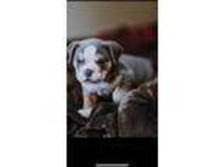 Olde English Bulldogge Puppy for sale in Huntington, WV, USA