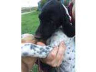 German Shorthaired Pointer Puppy for sale in Canton, OH, USA